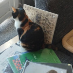 Special Guest Mix - Bstn - The Cat The Beeps